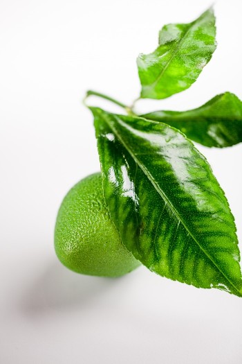 CedricGrolet_Citronvert 13 -® Pierre Monetta